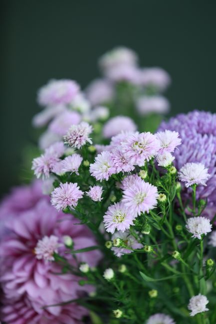A bouquet of soft lavender and pink chrysanthemums and asters arranged together, with delicate petals and fresh green stems, set against a dark blurred background. The flowers appear freshly picked, w